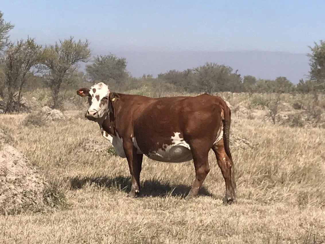 La Margarita — foto 18
