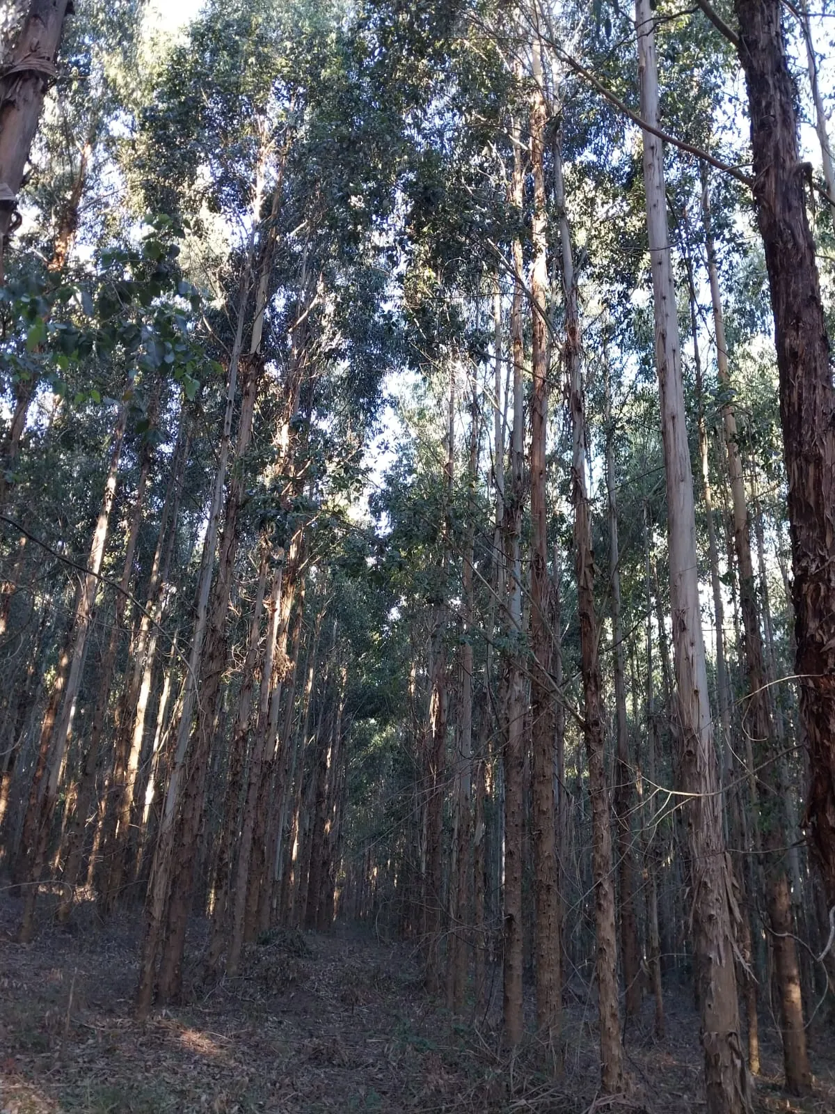 Los Tapes — foto 1